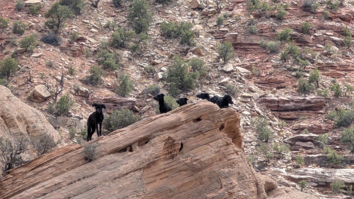 Multiple black dogs on a red rock outcropping